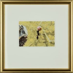 Image description is not available for 2008.017